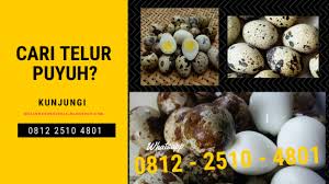 Provinsi yogyakarta, indonesia · 92 hotel tersedia. Jual Telur Puyuh Di Gunung Kidul Wa 0812 2510 4801 Distributor Dan Jual Telur Puyuh