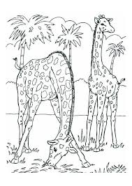Coloring pages for kids giraffes coloring pages. Coloring Page Giraffes Free Printable Coloring Pages Img 12534