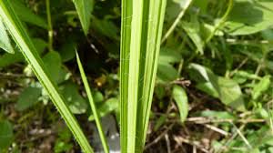 Image result for Curculigo pilosa