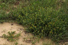 Image result for Euploca katangensis