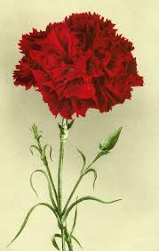 Pin On Flower Carnation