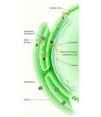Image result for Eriocoelum