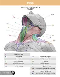The structures of the human neck are anatomically grouped into four compartments; Artstation Neck Anatomy Anatomy For Sculptors