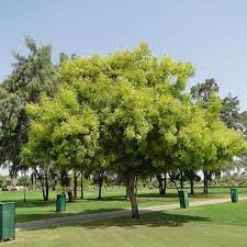 Maybe you would like to learn more about one of these? Buy Azadirachta Indica Neem 0 5 Kg Seeds Online From Nurserylive At Lowest Price