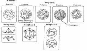 The time taken to complete a cell cycle is very variable. Cell Division Meiosis Cell Cycle Prophase Metaphase Anaphase And Telophase