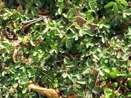 Image result for Desmodium