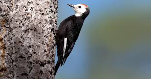 Black Bird With White Head The White Headed Woodpecker Is An Unusual Woodpecker Restricted To Mountainous Pine Forests Of The Western States And British In 2020 Woodpecker Black Bird Merlin Bird
