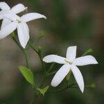 Image result for Jasminum fluminense