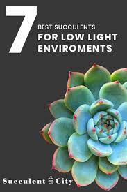 Check spelling or type a new query. 7 Best Succulents For Low Light Environments Low Light Succulents Succulents Low Light Plants