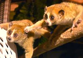 Pygmy Slow Loris | Akron Zoo