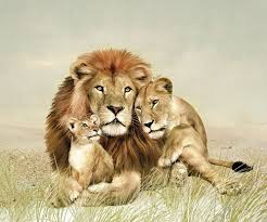 Pin By أمي جنتي On Animals Lion Family Animals Lion Pictures