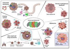 Cells Free Full Text The Functional And Mechanistic Roles Of Immunoproteasome Subunits In Cancer Html