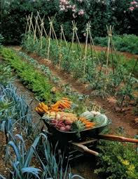 Pin By Tabitha Weiner On Grandmas Cottage In 2020 Vegetable Garden Design Backyard Vegetable Gardens Veggie Garden