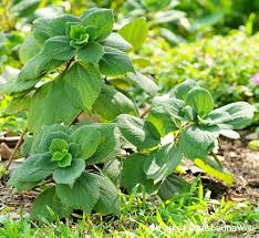 Image result for Boehmeria nivea