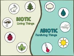 10 Biotic Factors In The Ocean Pin On 6th Grade Science