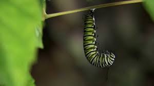 Monarch Caterpillar Changing To Chrysalis Youtube