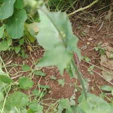 Image result for Sonchus schweinfurthii