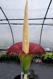 Amorphophallus Titanum Amorphophallus Titanum Corpse Flower Pollinator Plants