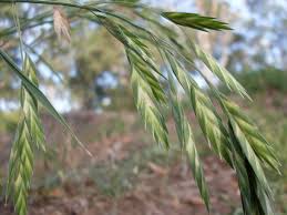 Image result for Bromus catharticus
