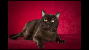 Bombay Cat And Kittens History Of The Indian Bombay Cat Breed Burmese Kittens Cat Breeds Burmese Cat