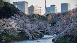 Check spelling or type a new query. Indahnya Bunga Sakura Dan Hanami Di Jepang Yang Terdampak Perubahan Iklim Dan Pandemi Covid 19 Tribun Jogja