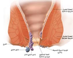 اعرف جسمك العضلة العاصرة الشرجية تتحكم فى اخراج الفضلات من الجسم اليوم السابع