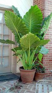 The best place to grow a prince of orange philodendron is in a bright spot, away from direct sunlight. Alocasia Portora Potted Plants Outdoor Potted Plants Patio Plants