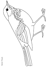 Make sure to use a bright red crayon to color in those famous feathers. 49 Nebraska Ideas Nebraska Nebraska State Coloring Pages