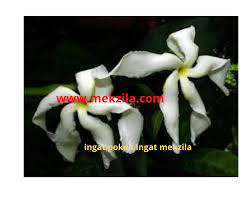 Bagi sebagian orang yang tinggal di perkotaan mungkin sudah sulit untuk melihat pohon bunga cempaka. Real Live Anak Pokok Bunga Cempaka Wali Lazada
