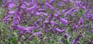 Image result for Buddleja pulchella