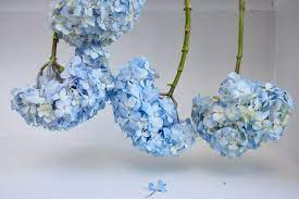 Largest selection of beautiful customizable invitations, announcements, & cards. How To Dry And Preserve Hydrangea Flowers
