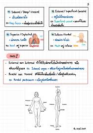 ร ปของ introduction of basic anatomy หน า clear พยาบาล ความร ว ทยาศาสตร