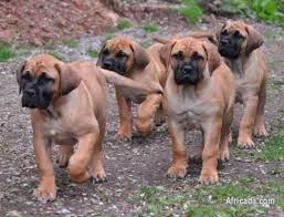 Boerboel puppies for sale page 6. Boerboel Puppies Cheap Online