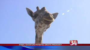 Animal adventure park's johari & oliver giraffe cam!* to engage chat on our channel, users must be subscribed to the channel *stay current on facebook:facebo. Animal Adventure S Johari The Giraffe May Be Pregnant Wivt Newschannel 34