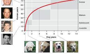 kopek yasi nasil hesaplanir 7 ile carpma yontemini unutun evrim agaci