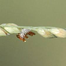 Image result for Panicum kalaharense