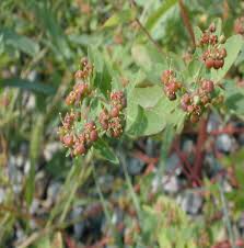 Image result for Euphorbia transvaalensis