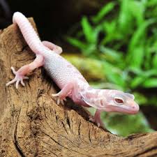 Black And White Striped Leopard Gecko Leopard Gecko Leopard Gecko Gecko Albino Animals