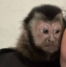 Cuando voy de copiloto y mi compa me dice "¿Quieres ver cuanto corre esta  madre?"