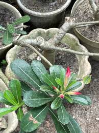 Image result for Monadenium laeve