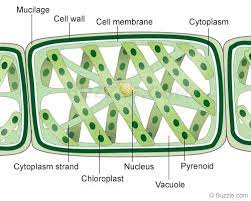 Find, label, and save snapshots of the following structures: Biology For Beginners What Is Spirogyra Biology Plant Cell Structure Biology Lessons