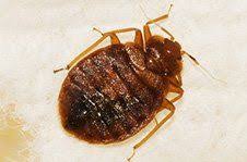 Bed bug infestations can affect homes and businesses or anyone who travels frequently. Reliable Pest Control Services Inc Pest Control Holdrege