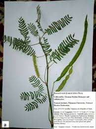 Image result for Sesbania sesban