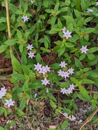 Image result for Richardia scabra