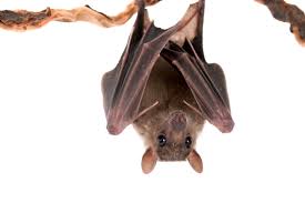 Jul 12, 2016 · if you smell a strong odor of decomposition, then you may have reason to suspect this is the case. The Bat Man Neuroscience On The Fly Scientific American