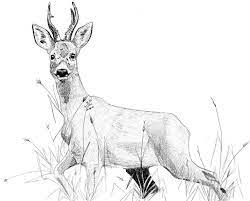 chevreuil dessin hledat googlem illustrations animalieres chasse photo cerf coloriage de grandes formes