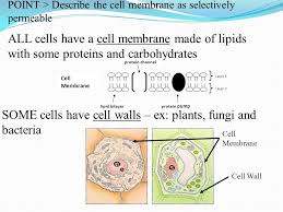 The ph is an important factor governing the transport of molecules through cell walls. Point Describe The Cell Membrane As Selectively Permeable Point Define Diffusion Point Describe Osmosis Point Distinguish Between Passive And Ppt Download