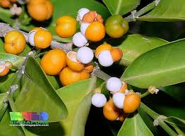 Image result for Suregada