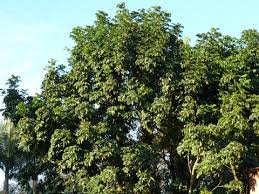 Image result for Trichilia