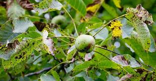 Image result for antraknóza ořešáku